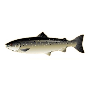 Atlantic Salmon